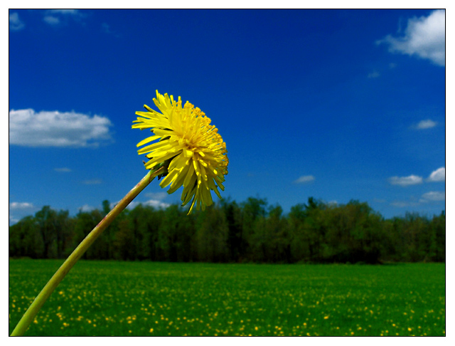 Dandelion