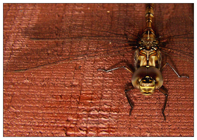 Dragonfly