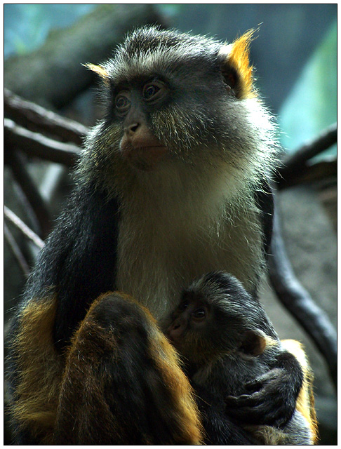 A Mother's Love