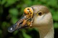 Goose yellow beak