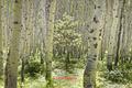 Aspen-Youth amoung the Old-4247.jpg