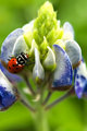 Ladybug on bluebonnet