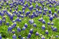 Bluebonnett field
