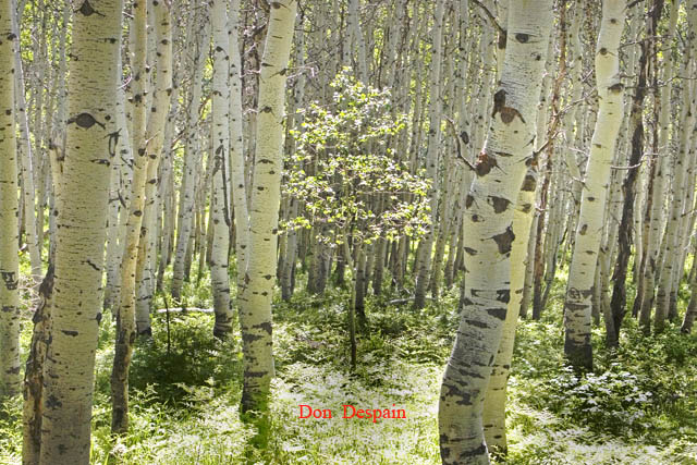 Aspen-Youth amoung the Old-4247.jpg