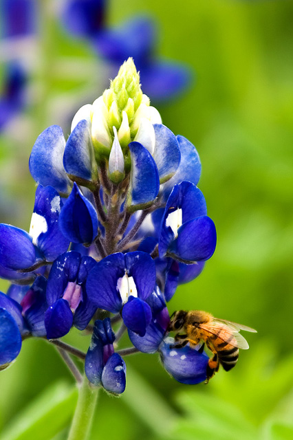Bee on bluebonnet