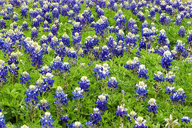 Bluebonnett field