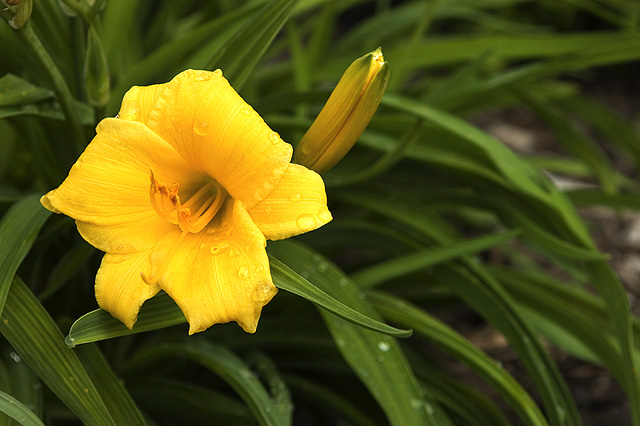 Flower SAT-SMALL-3352.jpg