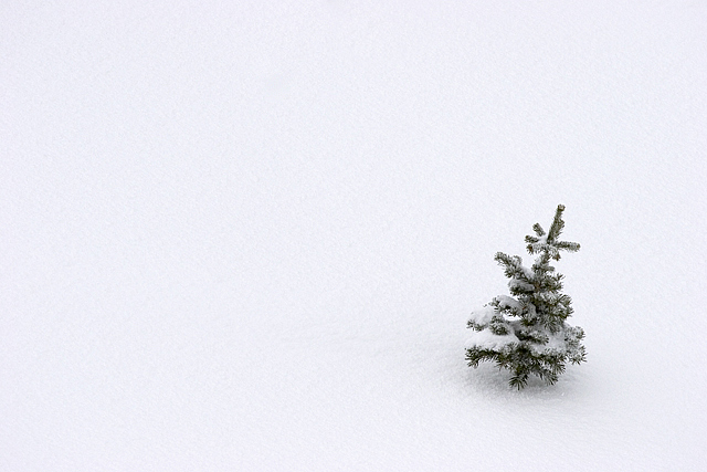 Pine-Tree-in-Snow.jpg