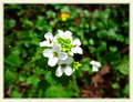 Purity