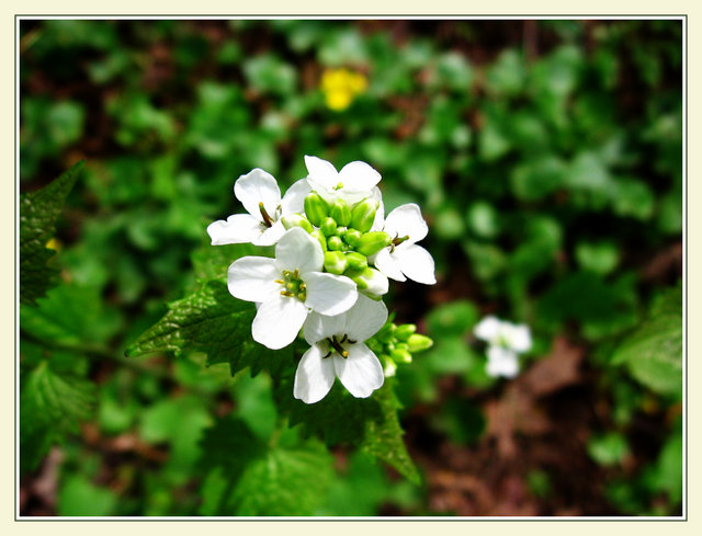 Purity