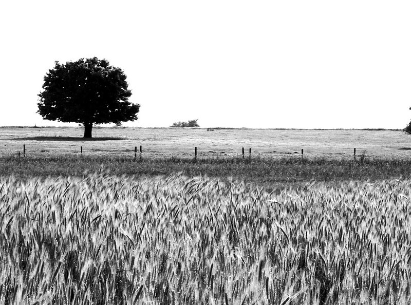 Landscape 2