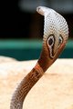 Cobra