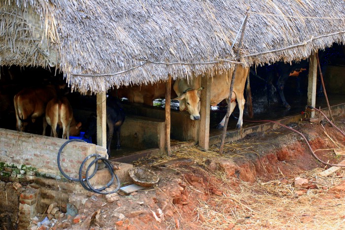 Cattle Shed