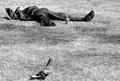 Killer Pigeon of Vancouver