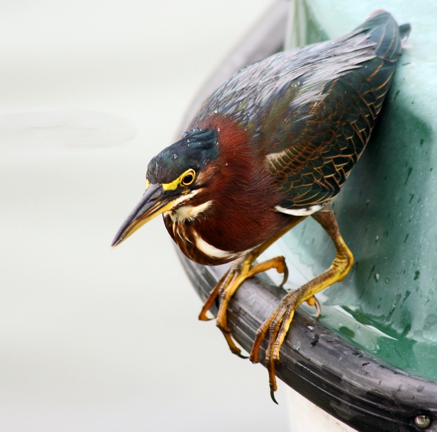 Fishing In The Rain - Night Heron.jpg