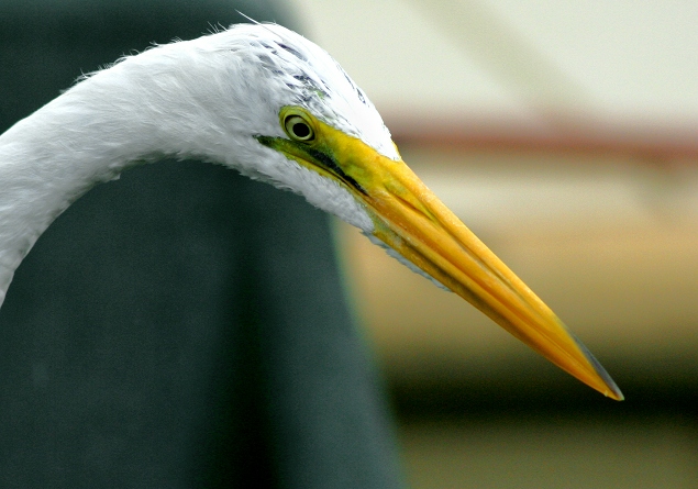 Egret