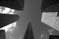 Tall Timber New York City