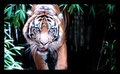 Eye of the Tiger