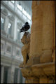 A Bird on the Head