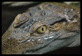 Croc Eye