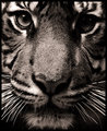 Stare