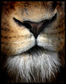 lion-mouth-3_0362.jpg