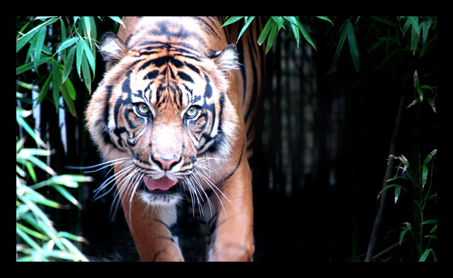 Eye of the Tiger