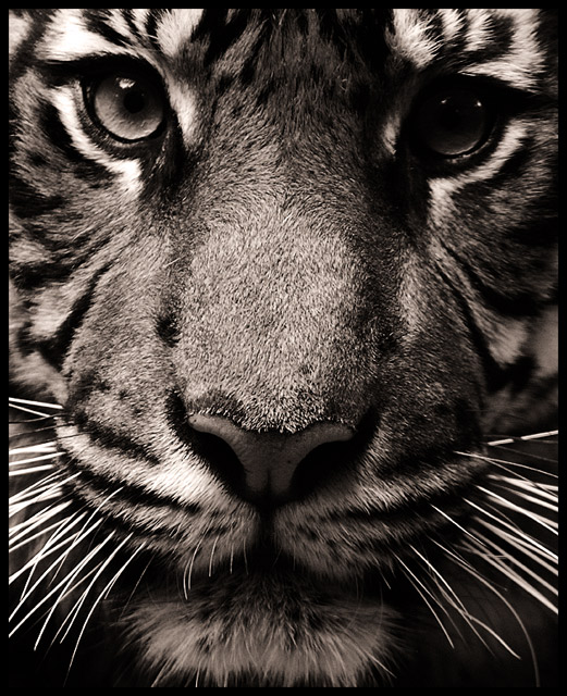 Stare
