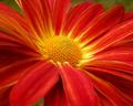 Red Flower