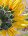Ladybug and Sunflower