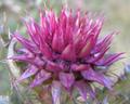 Thistle