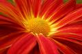 Red Flower