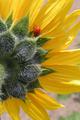 Ladybug and Sunflower