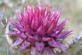 Thistle