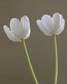 White Tulips
