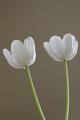 White Tulips