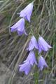 Bluebells
