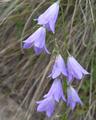 Bluebells