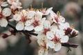 Cherry Blossoms