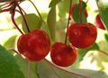 Crabapples