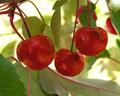 Crabapples