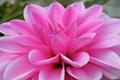 Dahlia