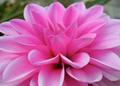 Dahlia