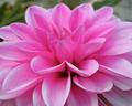 Dahlia
