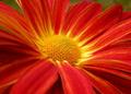 Red Flower