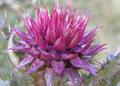 Thistle