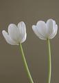 White Tulips