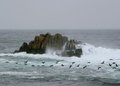 Asilomar State Beach