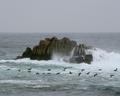 Asilomar State Beach