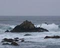 Asilomar State Beach